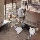 دجاج براهما للبيع