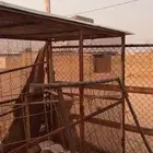 عشه شبك