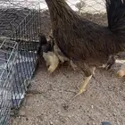 للبيع دجاجه عليها 15