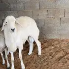 فحل جذع ينسف شرط