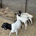 برابر