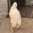 طلي نعيمي فاخر