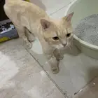 قط ضائع