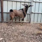 للبيع فحل ولد وعل