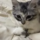 قط لعوب نظيفه ما تعاني من اي أمراض ابغى فيها 250