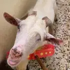 ماعز قزم هولندي تاريخ الولاده 1445 15 9