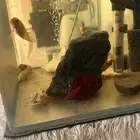 حوض سمك زينه