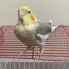 كروان بايد او لاتينو بايد