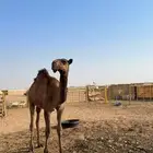 قعود دبياني