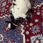 ماعز القزم التشيكي