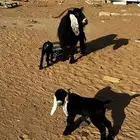 عنز تحتها 2 تم البيع