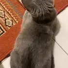 قطوه للتبني