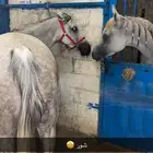 خيل