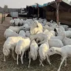 لبيع غنم رفيد.