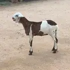 للبيع رخل سواكنيه