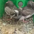 زغاليل