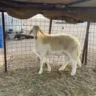 طلي حري صنف فحل يقشع