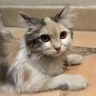 قطه للتبني