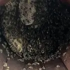 نحل للبيع