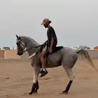 حصان شعبي للبيع لايجي الا الصامل