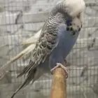 للبيع ذكر طير حب انجليزي الي توقف عليه سومه نصيبه