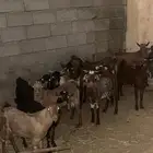 تيوس بلدي شحم ولحم ماشاءالله تبارك الله