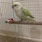 عصفور روز بيعه سمحه