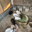 ارانب للبيع