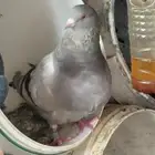 السلام عليكم حمام للبيع