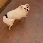 كلب للتبتي