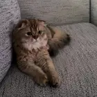 مطلوب قط ذكر سكواتش ستريت لتزاوج