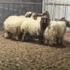 غنم نعيم للبيع طليان
