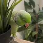 ببغاء الدره حمامه ومتكلم