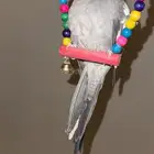 روز كروان