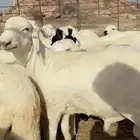 سواكن