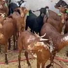 تيوس محايليه مخاصي