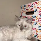 قط همالايا صغير للتبني