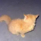 قطوه شيرازي صغيره