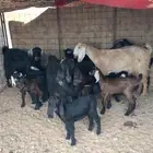 معزاء خلفات