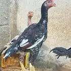 شامو الماني