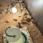 صوص صيصان سمان فري مريعي