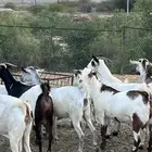 غنم مغاني مراح واحد