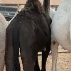 حشوان للبيع عمارها حوالي 9شهور موقعها نفود السر طريق لبخه
