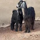 معزا 2 تحتها 2