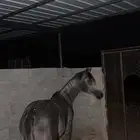 مهر واهو