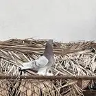 حمام تركي