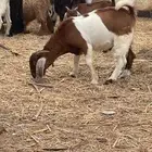 تيس هجين بورقت