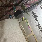 الدره ويادجي لبيع