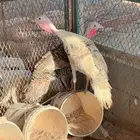 دجاج رومي