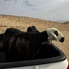نعجه